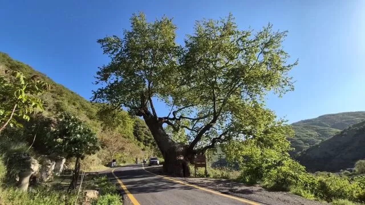 Şarköy'de 15 padişah gören ulu çınar tarihe tanıklık ediyor
