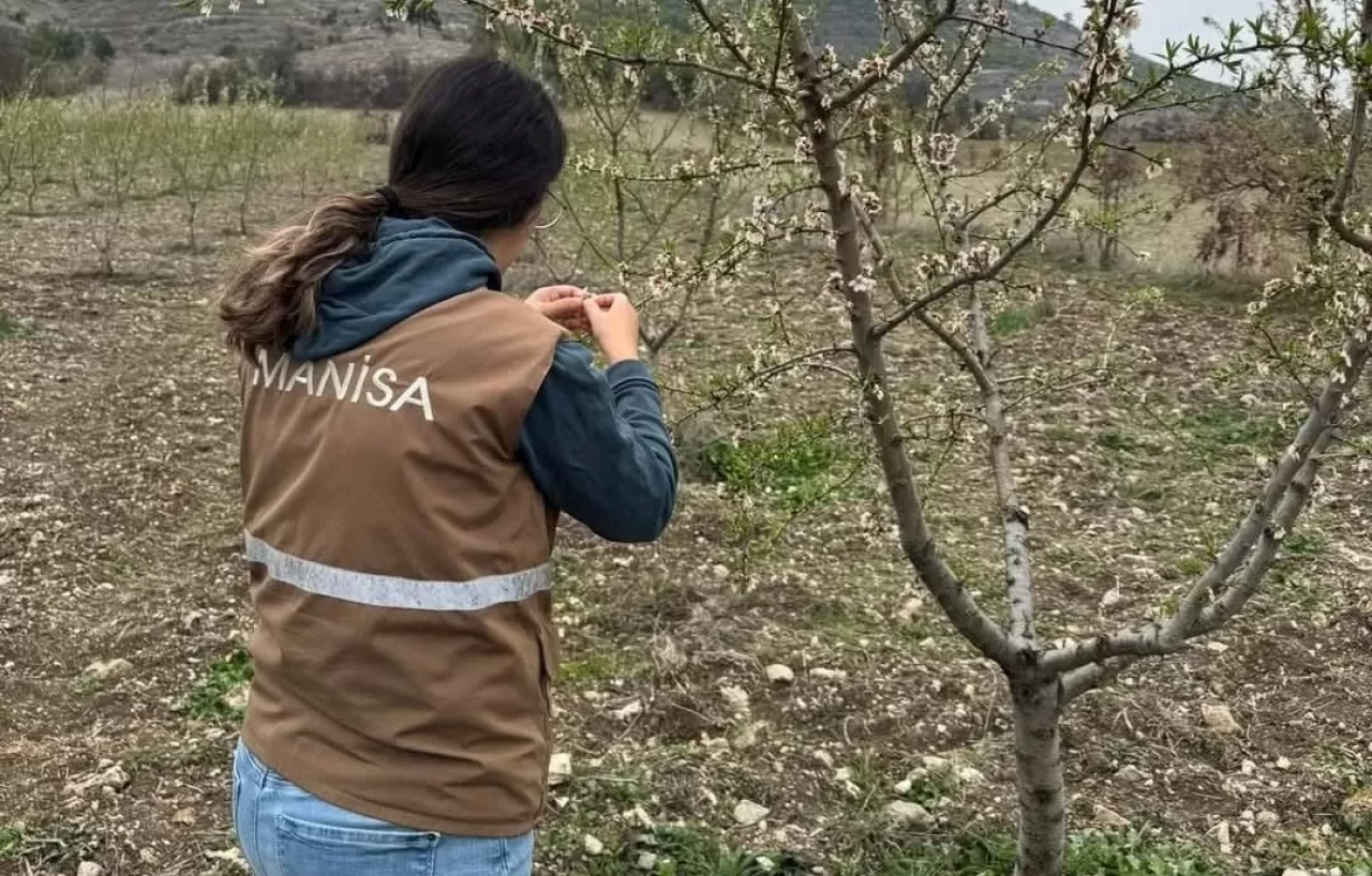 Selendi'deki zirai don felaketi sonrası hasar tespiti başladı
