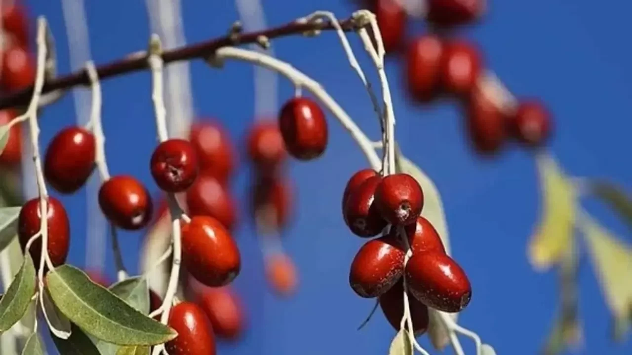 Rüyada İğde Ağacı Görmek Ne Anlama Gelir?