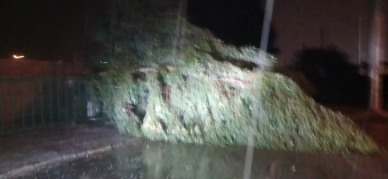 Aydın'da fırtına tahribat yaratıyor: Ağaçlar devrildi