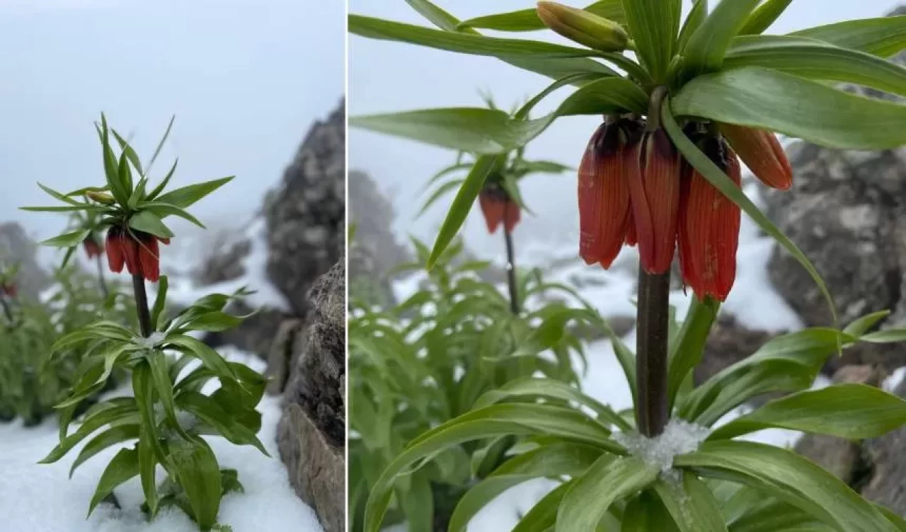 Karlar altında açan hüzün: Ters laleler görenleri büyüledi