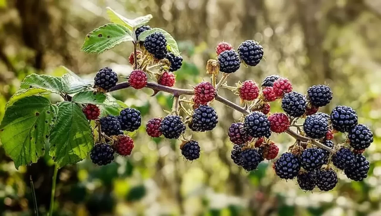 Böğürtlen Nerelerde Yetişir?
