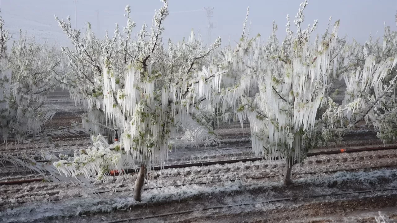 Iğdır Tarım ve Orman İl Müdürlüğü, zira dondan etkilenmediklerini açıkladı