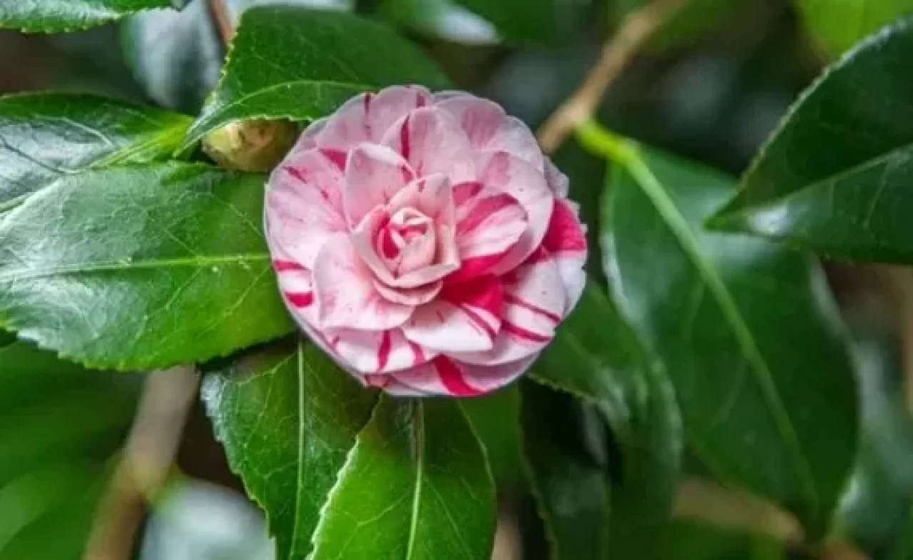 Lavinia çiçeği güzelliğiyle büyülüyor! Doğru bakımla sonbahara kadar çiçek açıyor
