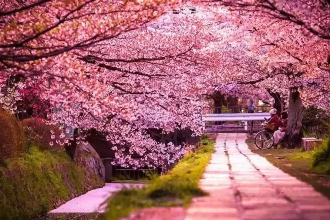 Japonya’nın Ruhunu Yansıtan Pembe Rüya: Sakura Mevsiminin Derin Anlamı
