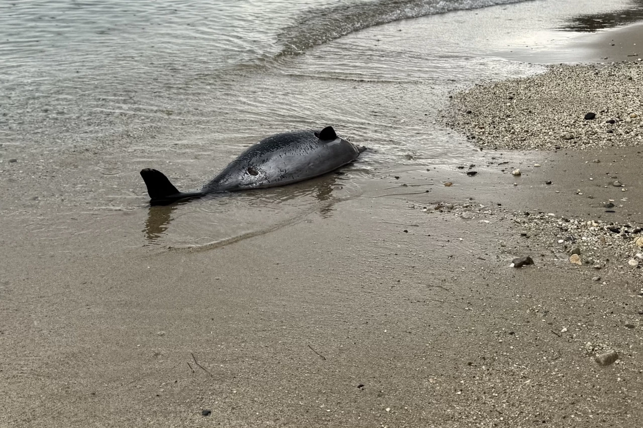 Sinop’ta sahilde ölü yunus bulundu