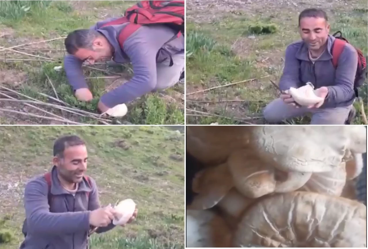 Bitlis’te dağ mantarı çıkmaya başladı