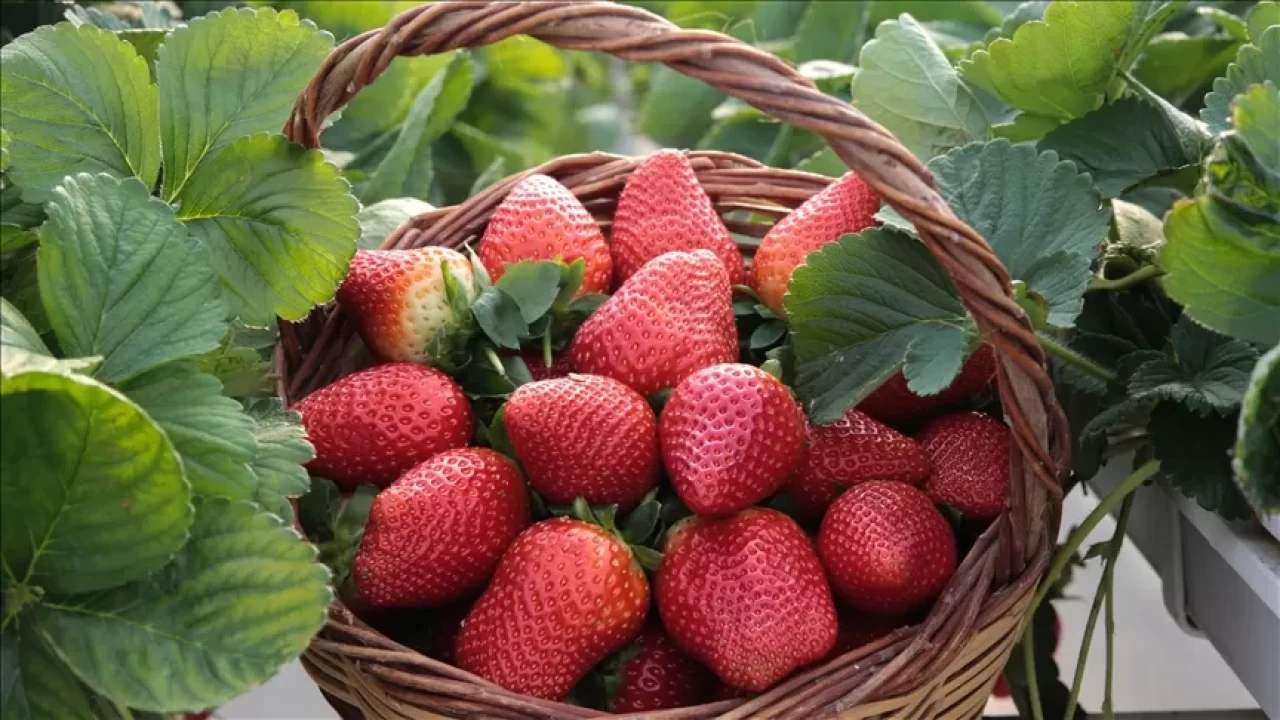 Çilek diyeti ile 3 günde 2 kilo verin! İşte o diyet listesi