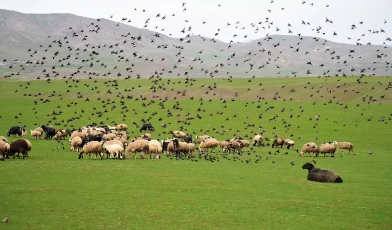 Muş Ovası’nda bahar coşkusu! Koyunlarla dans eden kuşlar görsel şölen sundu
