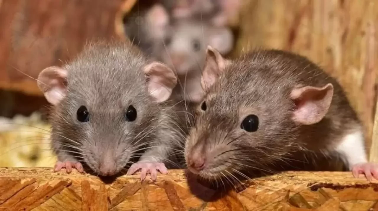 Tarla Faresinin Diğer Adı Nedir?