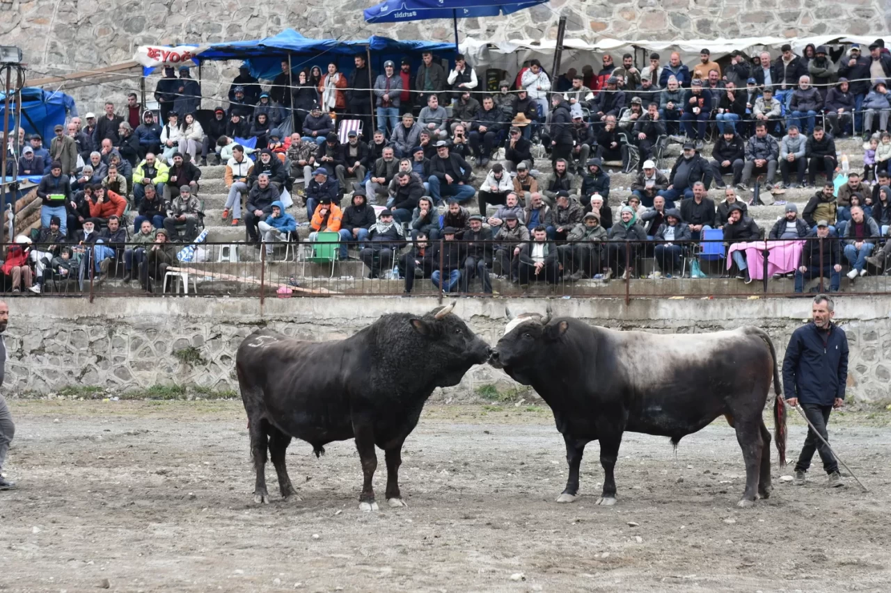 Artvin'de "Yusufeli Sarıgöl 30. Geleneksel Boğa Güreşleri Festivali" yapıldı