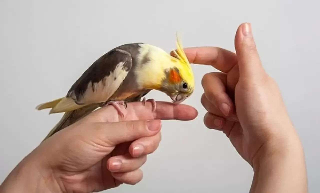 Sultan Papağanı Nasıl Beslenir?