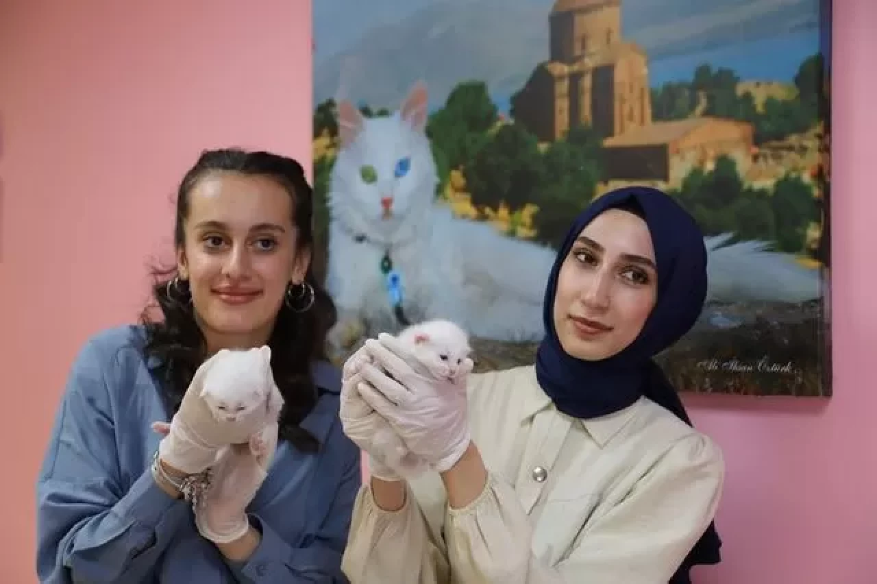 Van kedileri, 2025’in ilk yavrularını dünyaya getirdi