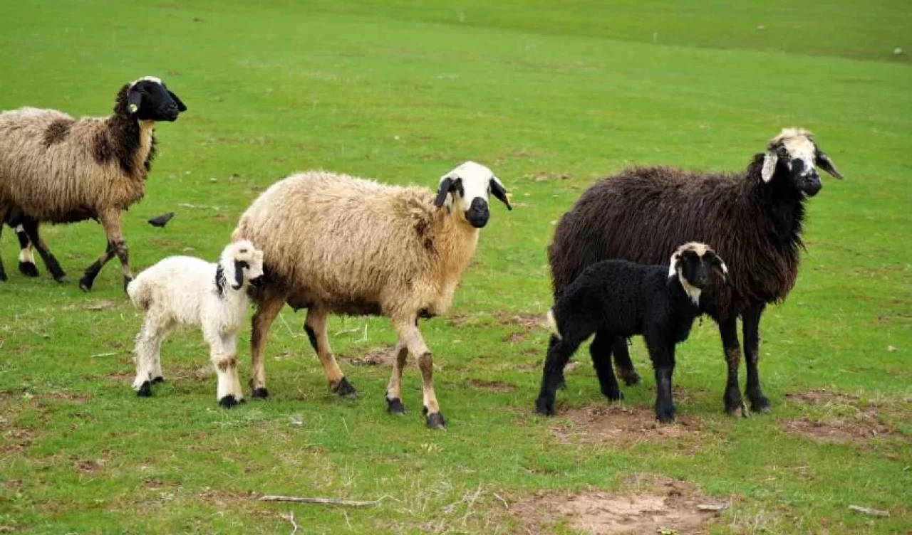 Doğa uyanıyor: Muş'ta meralarda bahar coşkusu!