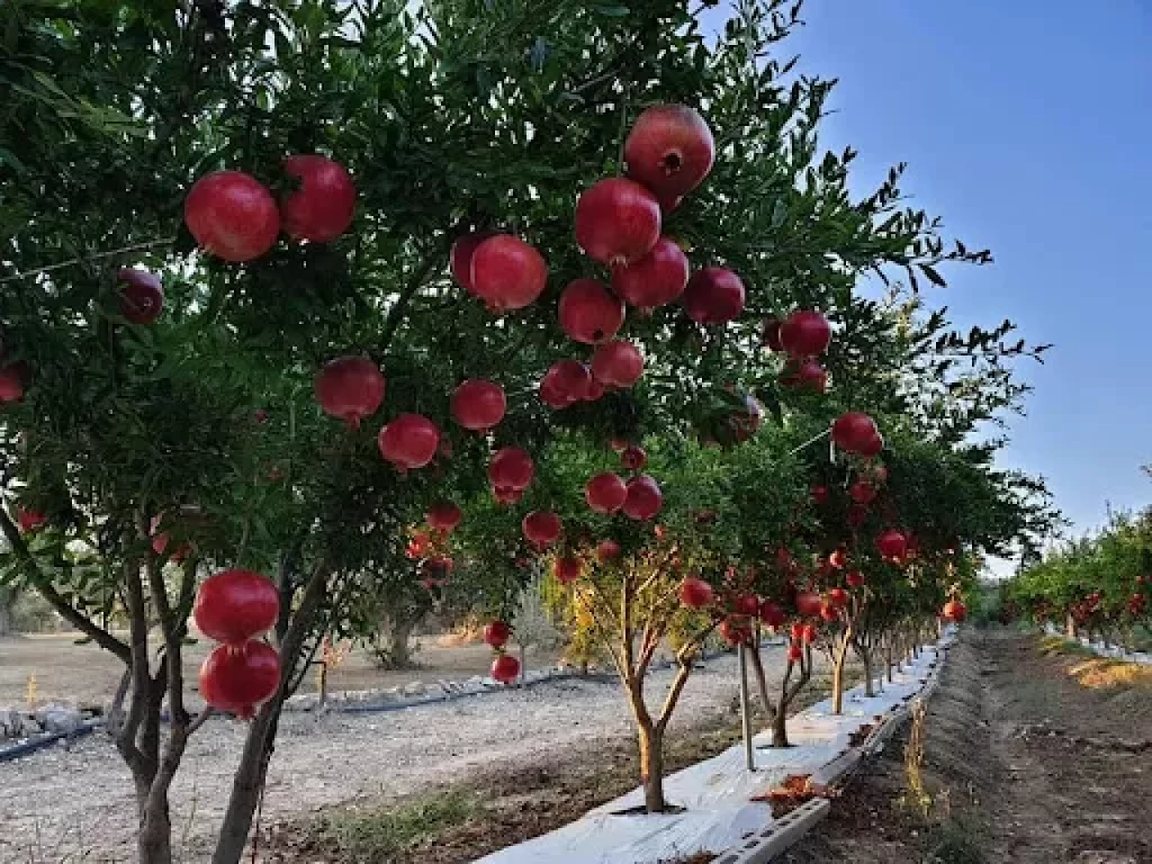 Isparta'da son 3 yılda 180 bin meyve fidanı dağıtıldı
