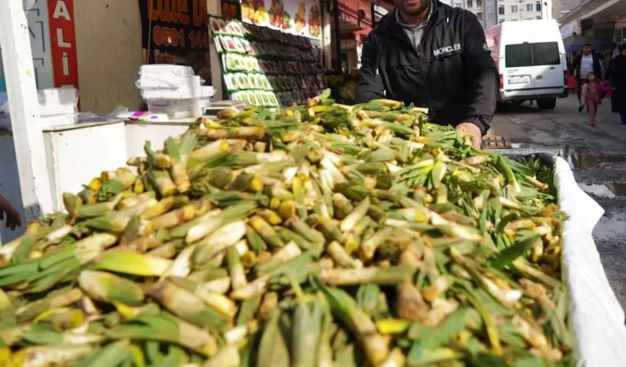 Muş’tan Türkiye’ye şifa yolculuğu! Çiriş otu, doğadan tezgahlara indi