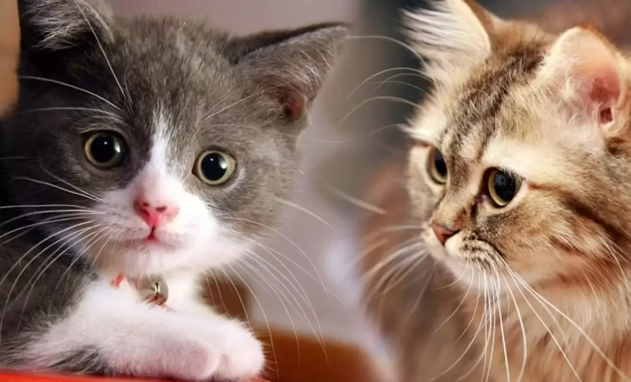 Kedilerin Bıyıkları Sadece Süs Değil: Adeta Gizli Bir Duyusal Radar!