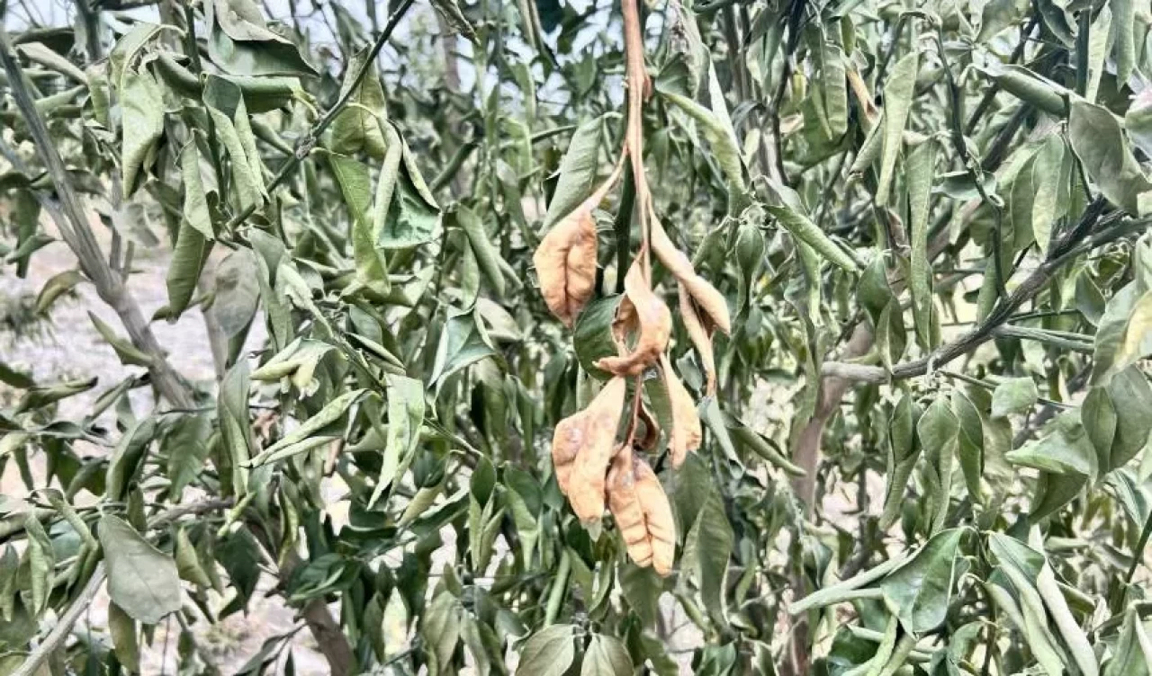 Zirai don alarmı! Meteoroloji'den uyarı geldi