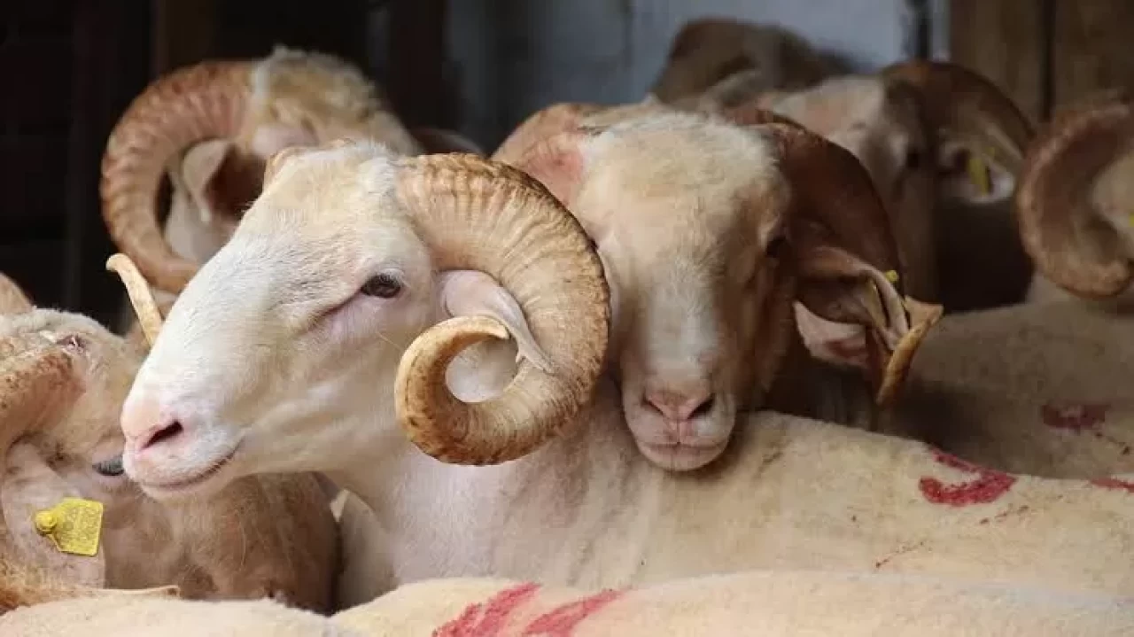 Kurban kesim bedeli ne kadar? Diyanet açıkladı