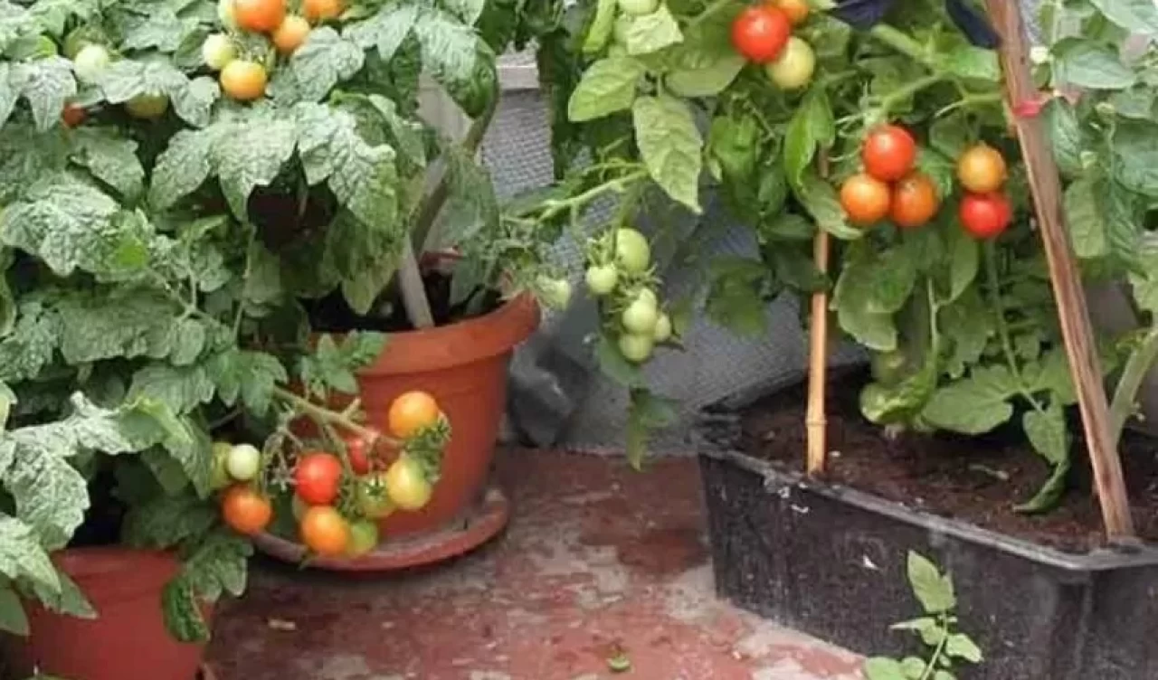 Kendi domatesinizi yetiştirin! Saksıda domates fidesi nasıl yetiştirilir