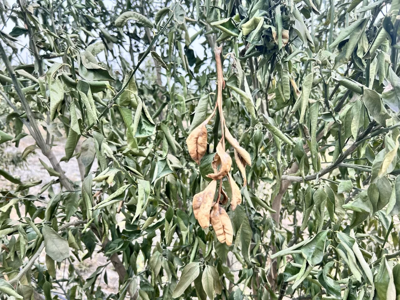 Denizli'de kar yağışı bekleniyor! Zirai don riski için dikkat uyarısı!