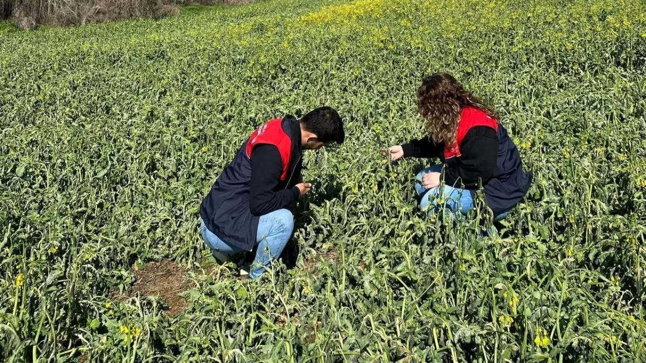 Zirai don olayından etkilenen alanlarda hasar tespit çalışmaları başladı