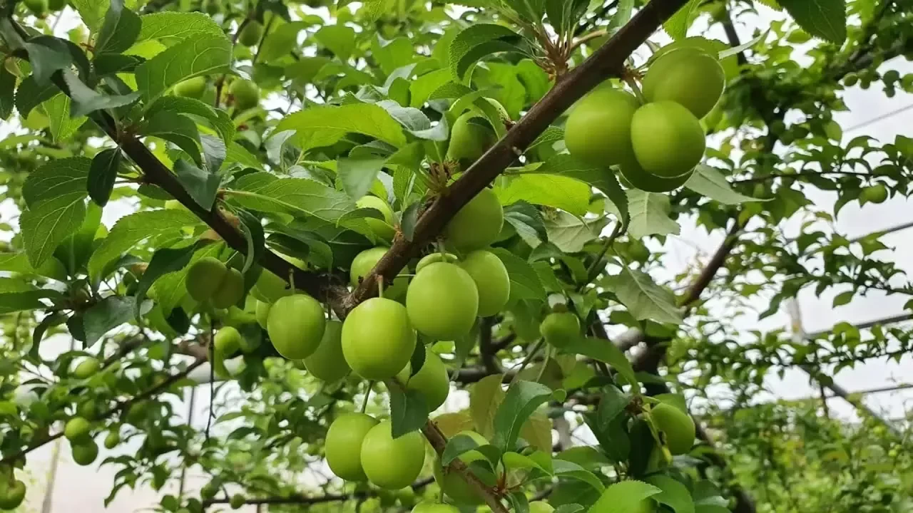 Can Eriği Nerelerde Yetişir?