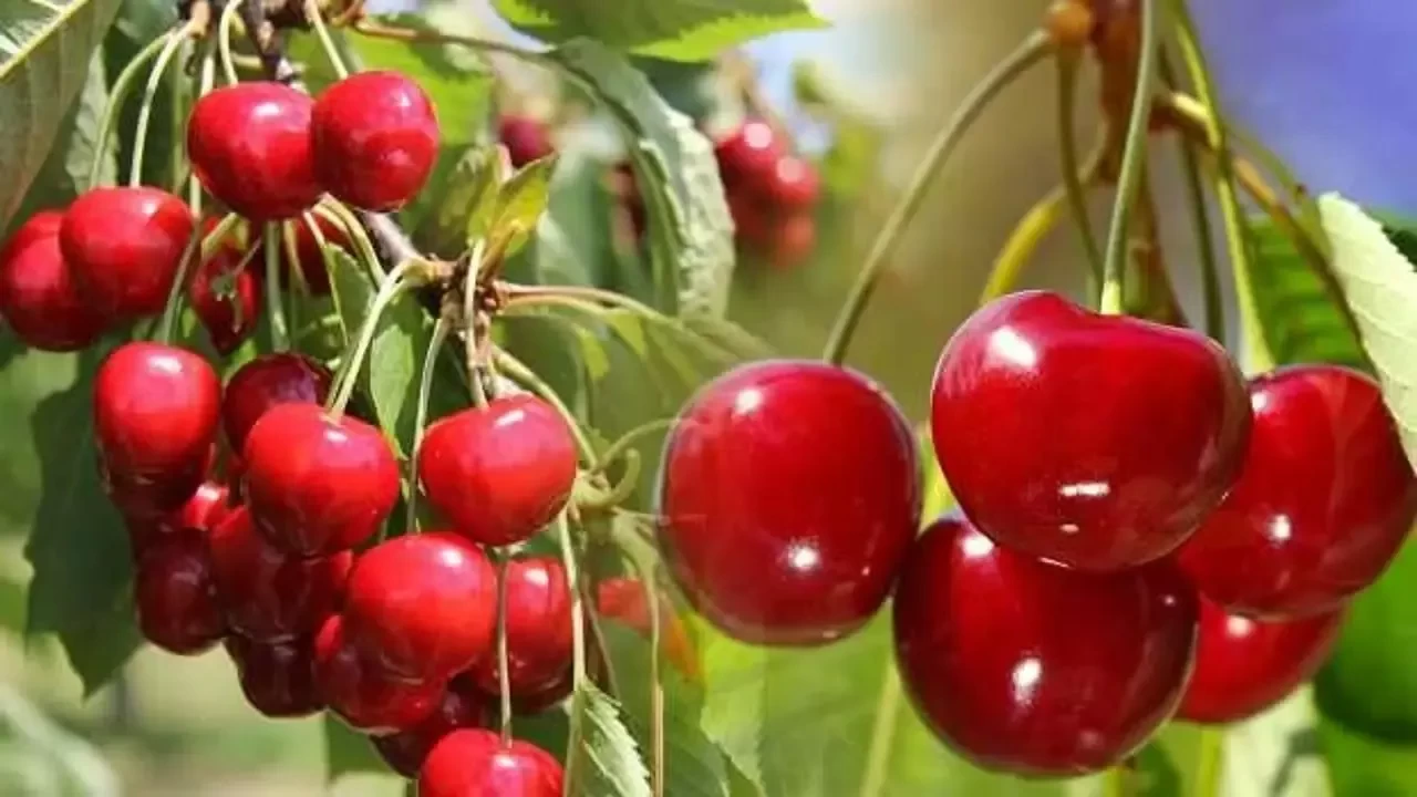 Rüyada Kiraz Ağacı Görmek Ne Anlama Gelir?