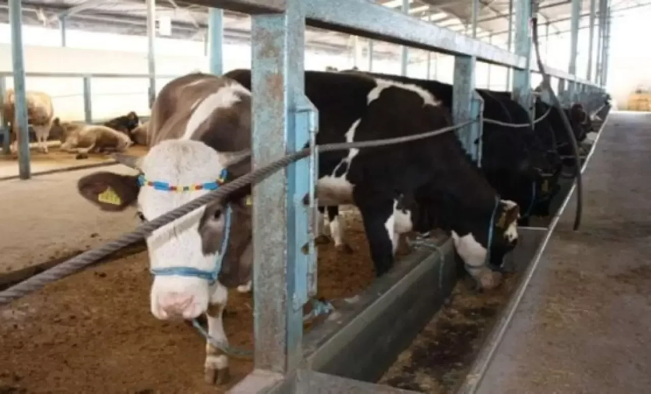 Çanakkale'de şap hastalığı alarmı: Bir köy karantinaya alındı