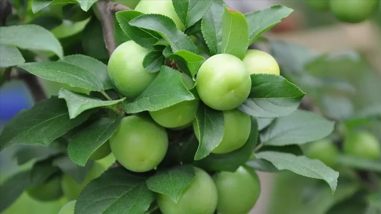 Erik zayıflatır mı? Diyette erik yenir mi?