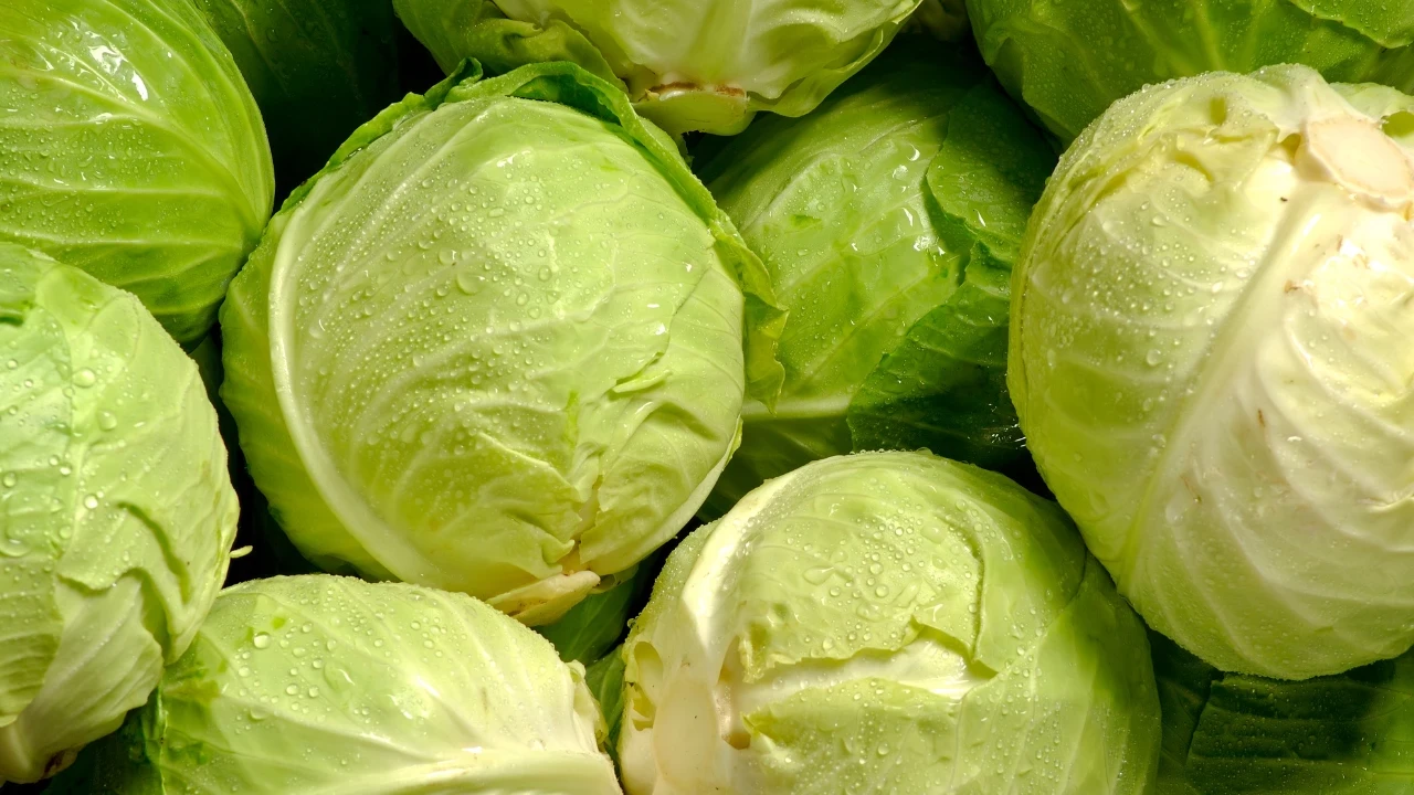 10 dakikada ağrıya elveda! Beyaz lahana ile doğal çözüm