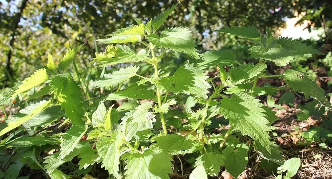 Isırgan otunun şifası ve lezzeti: Doğru pişirme yöntemleriyle sofraların gözdesi