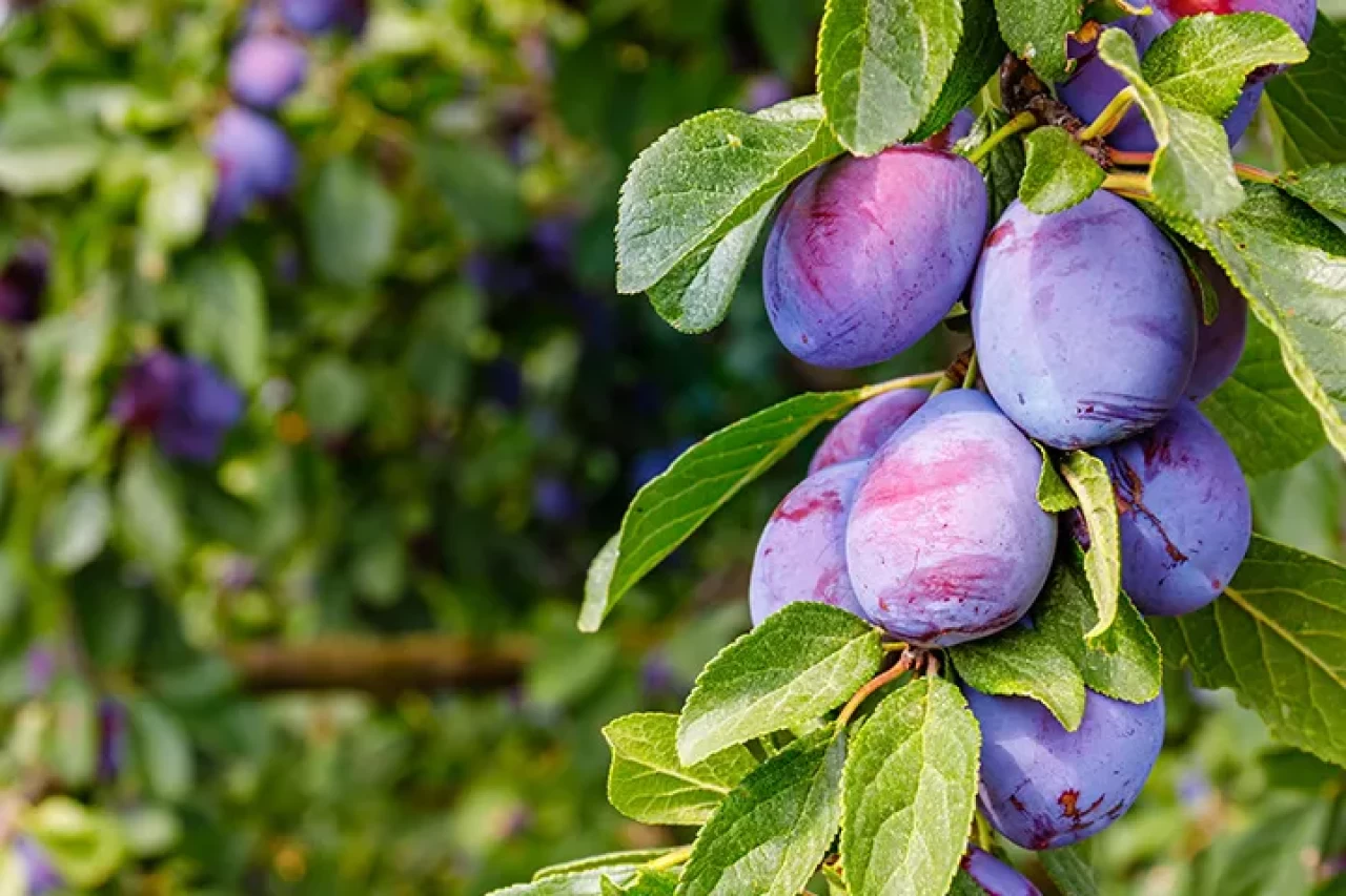 Mürdüm Eriği Nerelerde Yetişir?