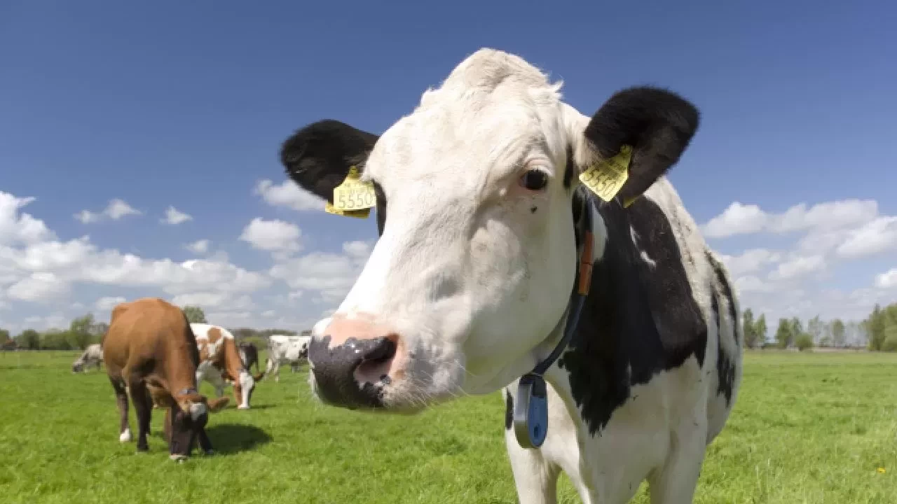 Toplanan inek sütü miktarı şubatta 857 bin ton oldu