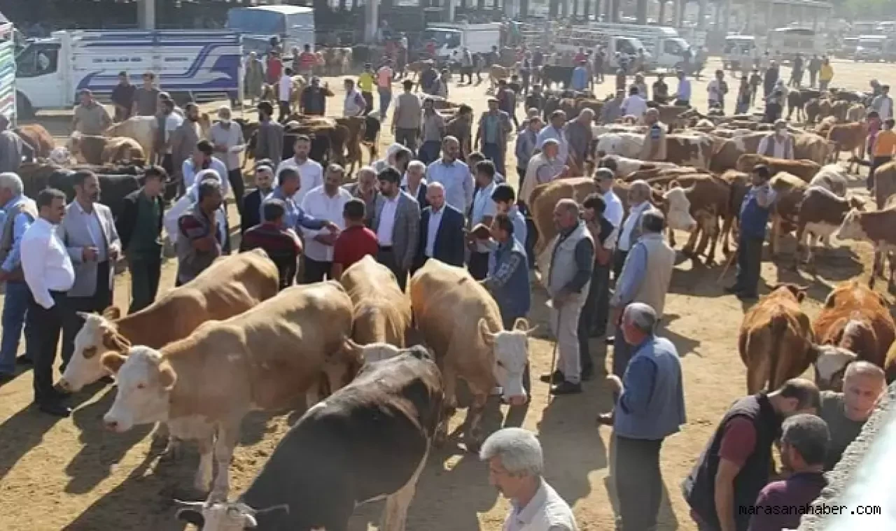 Göksun'daki canlı hayvan pazarı şap hastalığı nedeniyle kapatıldı