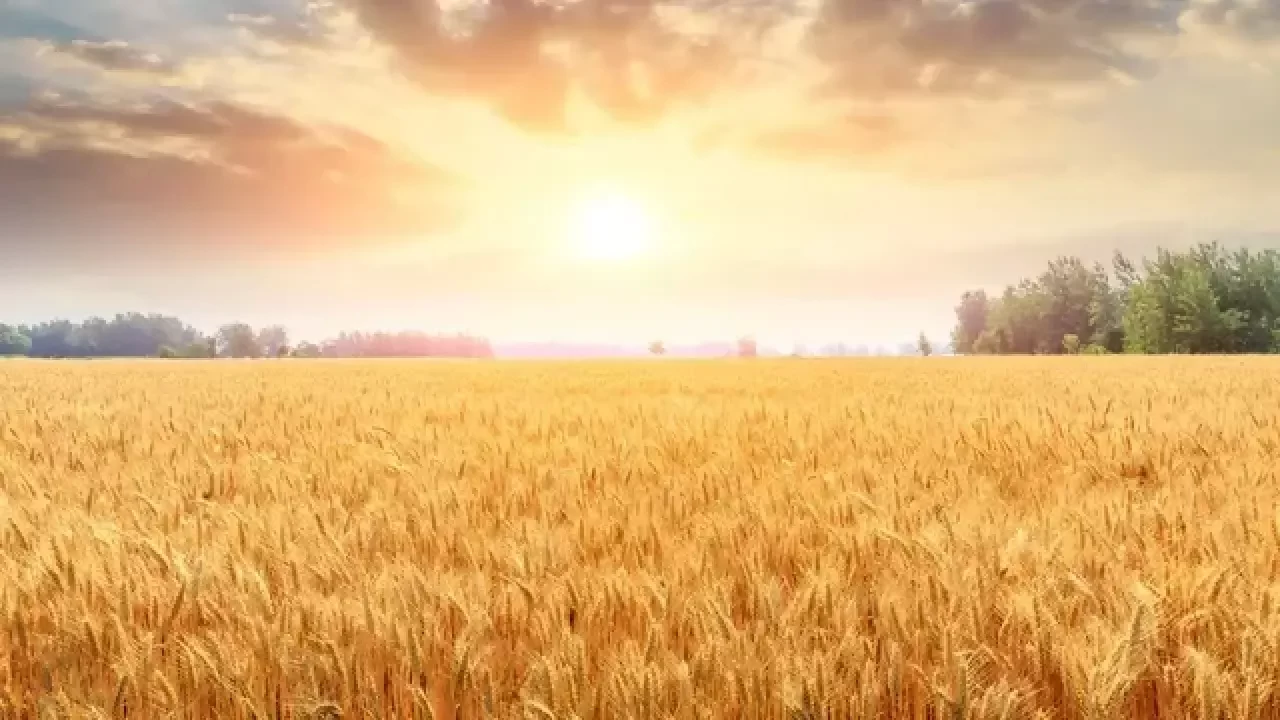 Rüyada buğday tarlası görmek, bolluk ve bereketin habercisi mi?