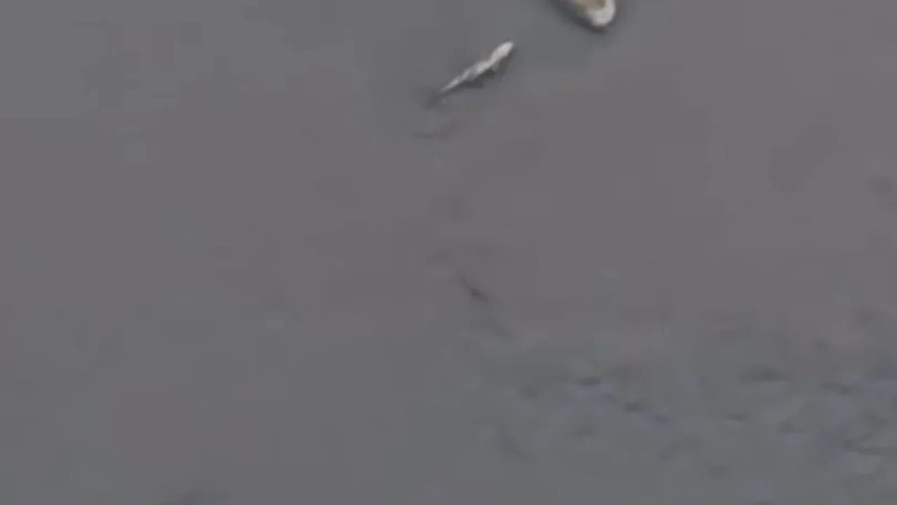 Porsuk Çayı'ndaki balık ölümleri endişelendirdi