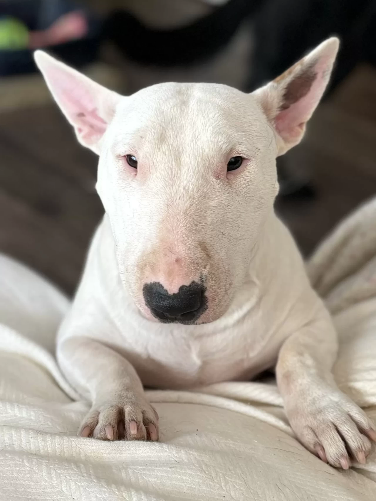 10 bin euro değerinde olduğu belirtilen köpeği çalan şüpheli tutuklandı