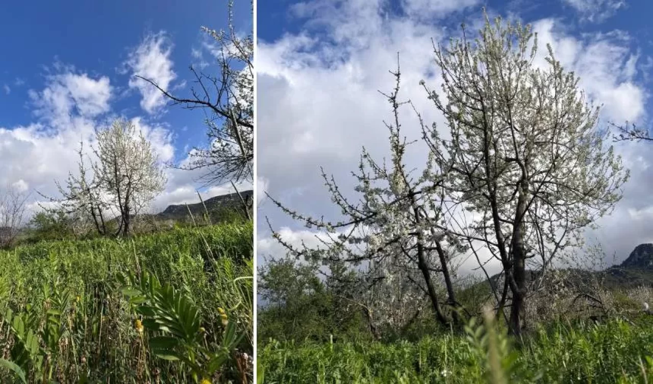 Kiraz ağaçları çiçek açtı! Baharın gelişi kartpostal gibi manzaralar oluşturdu
