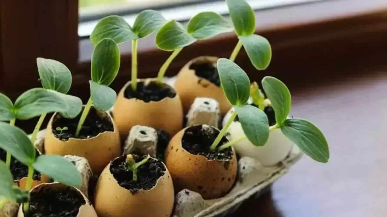 Fide mi, Tohum mu? Evde Yetiştirmek İçin Hangisi Daha Uygun?