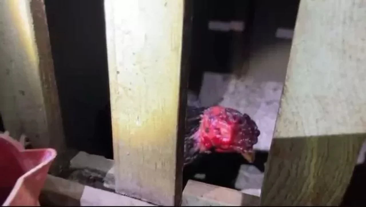 Horoz dövüşü yaptıran 32 kişiye toplam 416 bin 386 TL para cezası kesildi