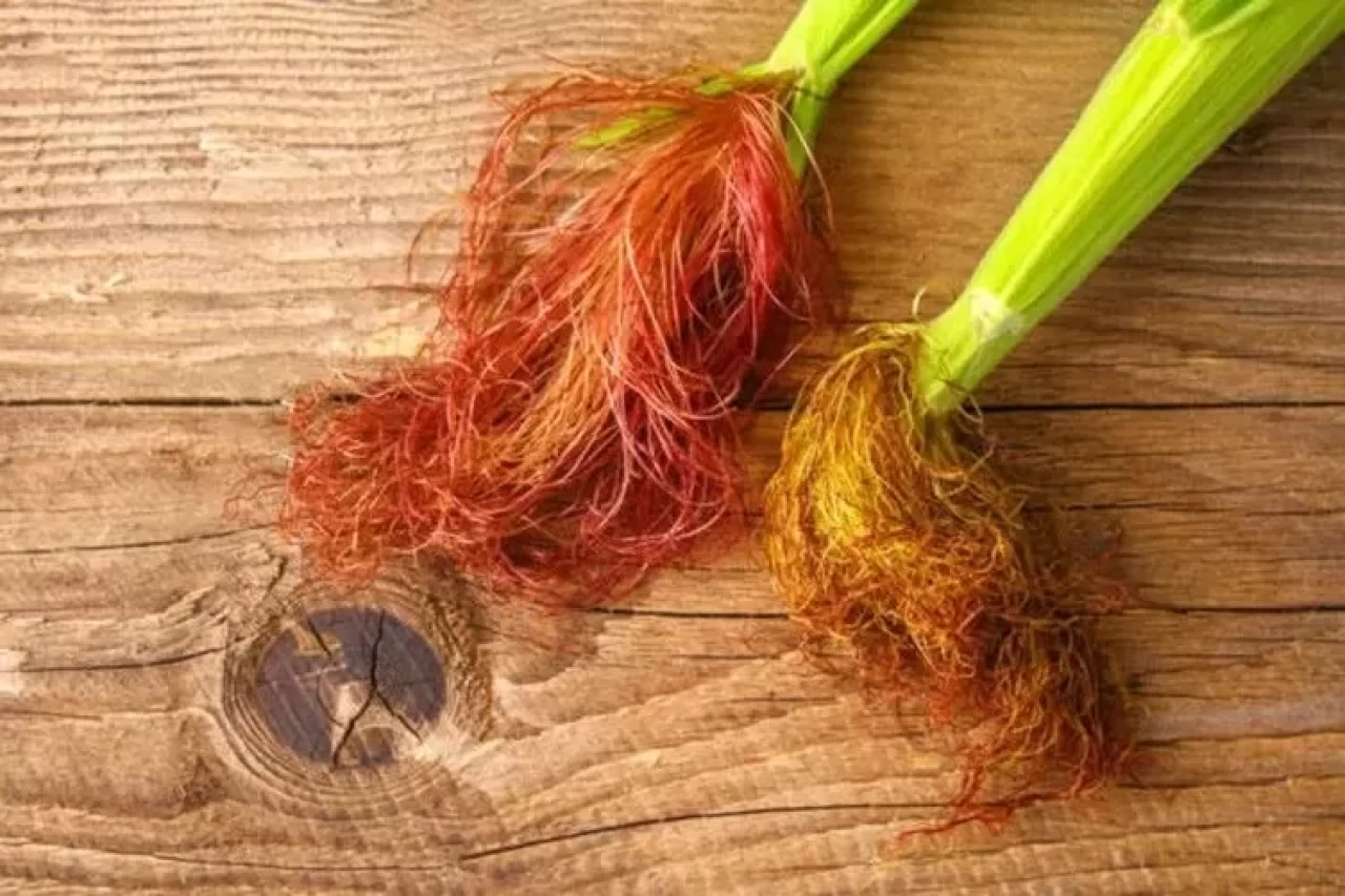 Mısır Püskülü Zayıflatır Mı? İşte Mısır Püskülünün Faydaları ve Zayıflamaya Etkisi