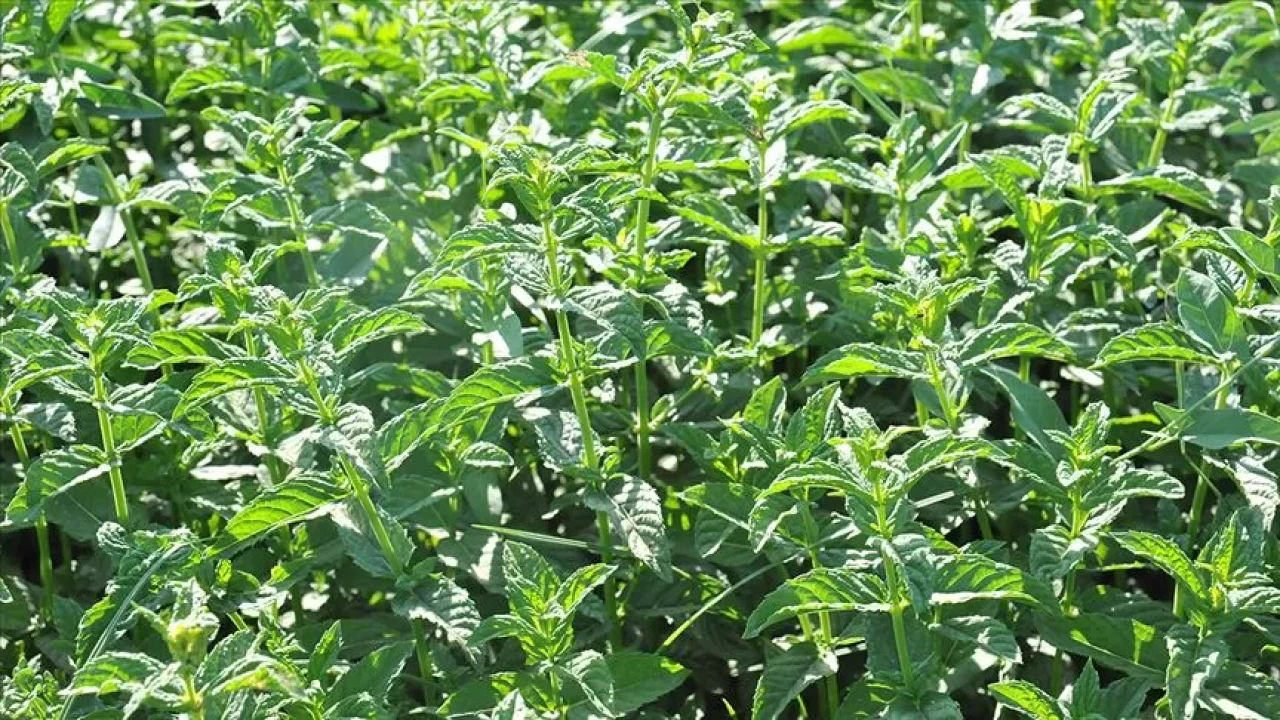 Hangi nane hangi lezzet için uygun?