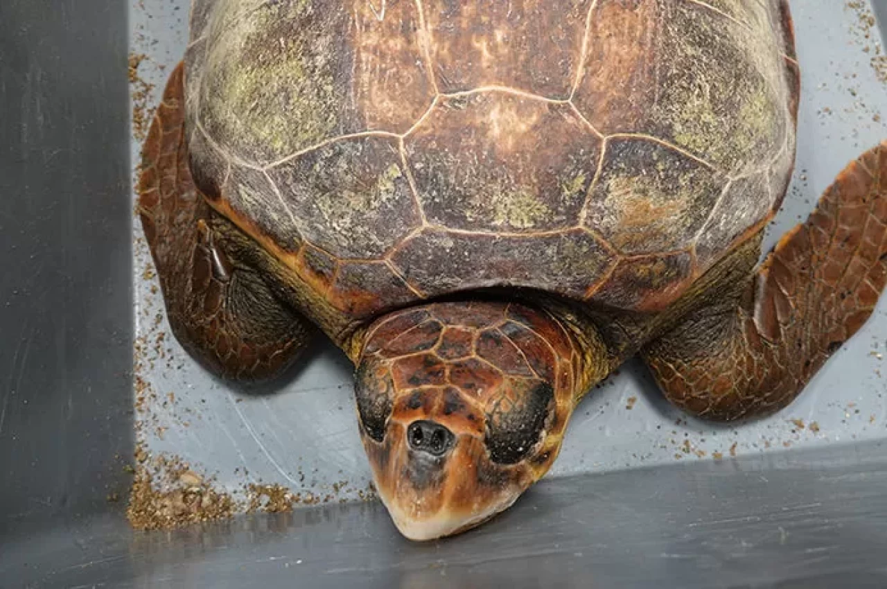 Deniz kaplumbağalarının göç haritası uyduyla ilk kez böyle izlendi