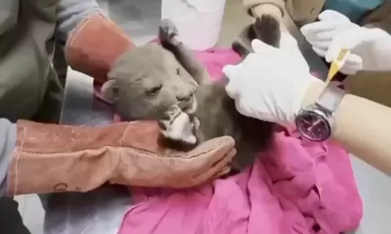 Ormanda yorgun halde bulunan yavru boz ayı tedaviye alındı