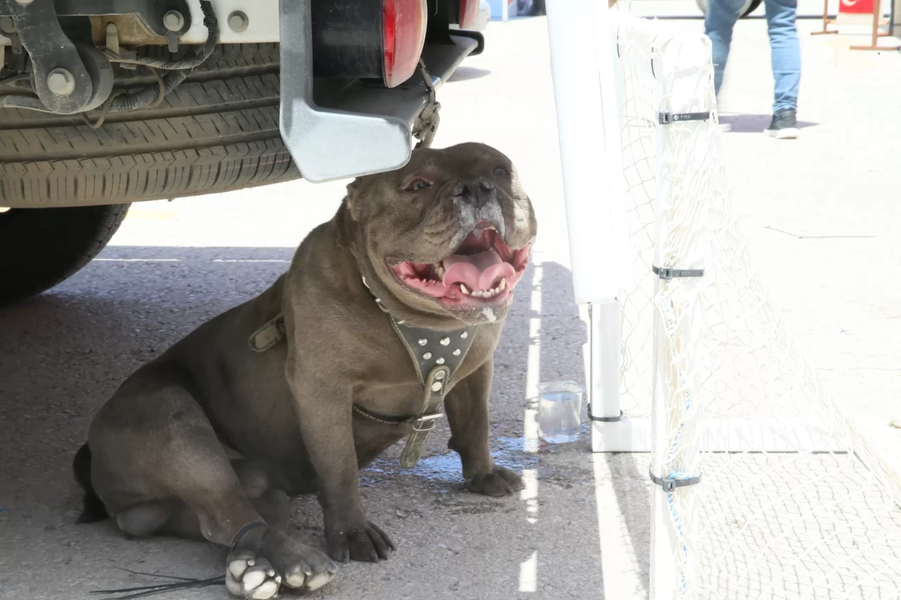 Malatya'da bir kadın pitbull saldırısına uğradı