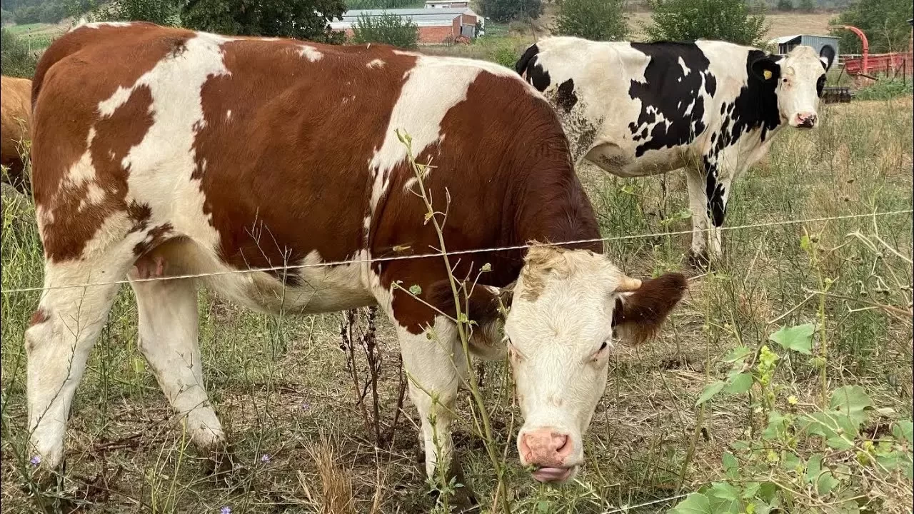 Gebe İnek Nasıl Anlaşılır? İneklerin Gebe (Hamile) Olduğu Nasıl ve Ne Zaman Belli Olur?