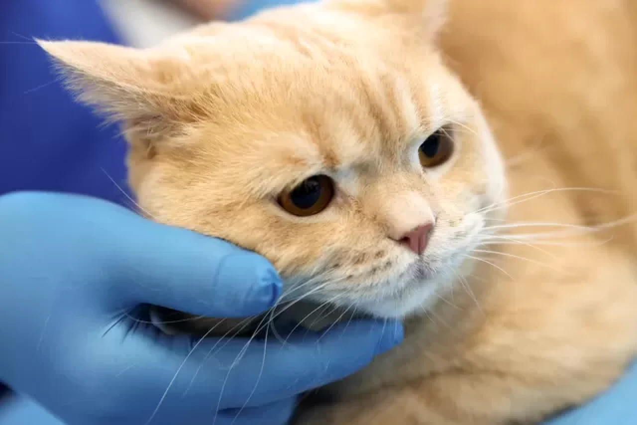 Konya’da düşen kedinin kırılan dişleri kanal tedavisiyle onarıldı