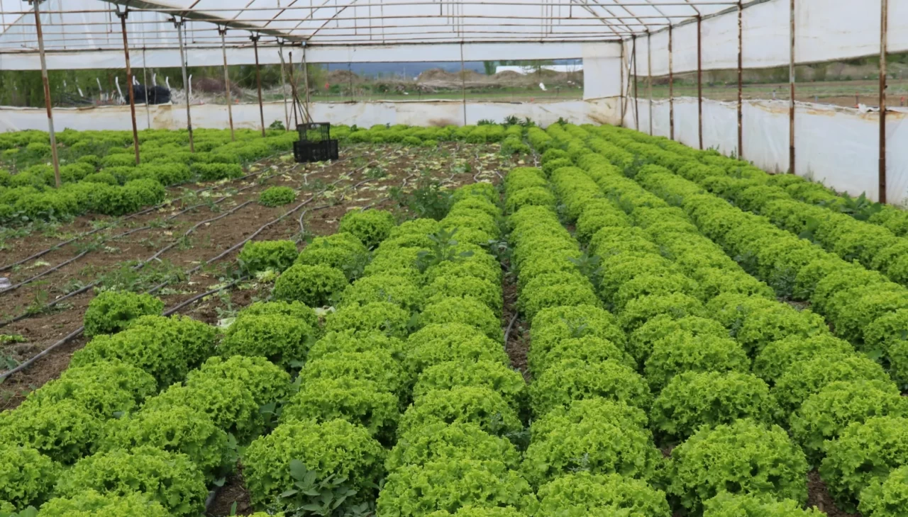 Yetersiz yağış ve ani hava değişimleri sebze-meyve fiyatlarını vurdu