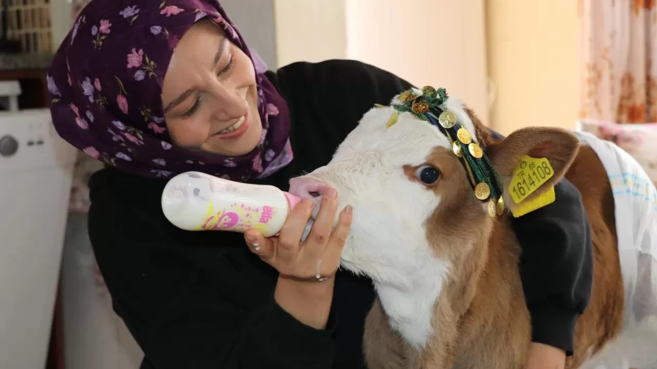 "Nisan" adını verdiği buzağıya gözü gibi bakıyor